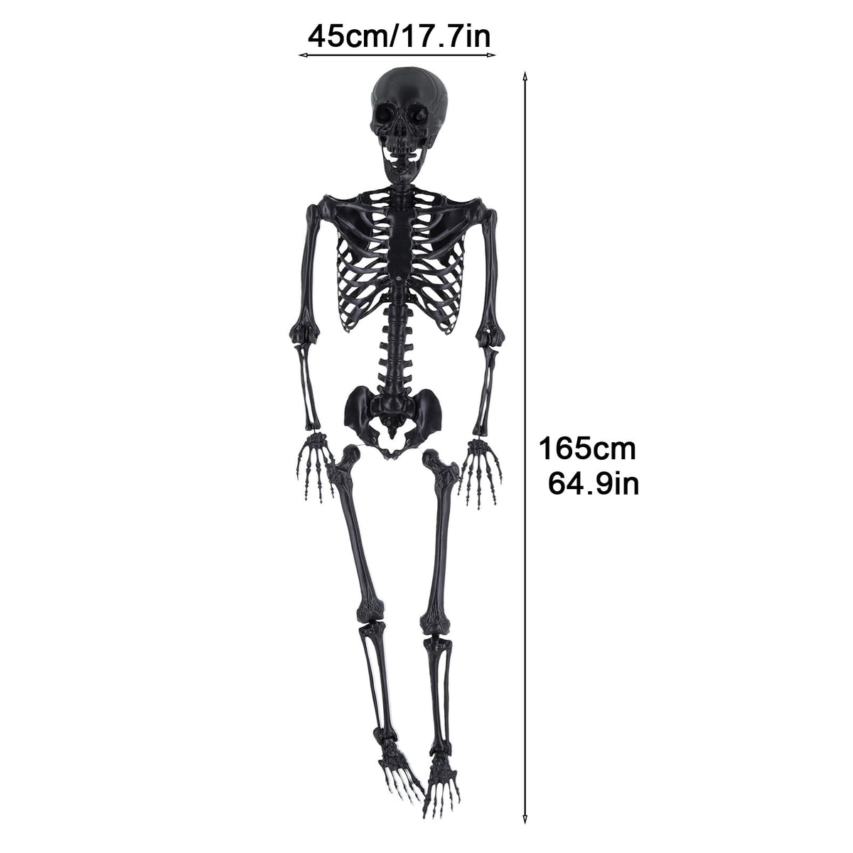 Life Size Posable Plastic Skeleton K3406