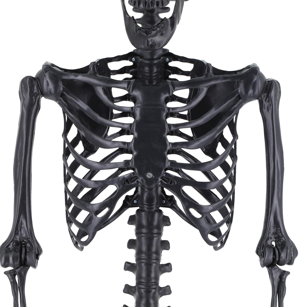 Life Size Posable Plastic Skeleton K3406