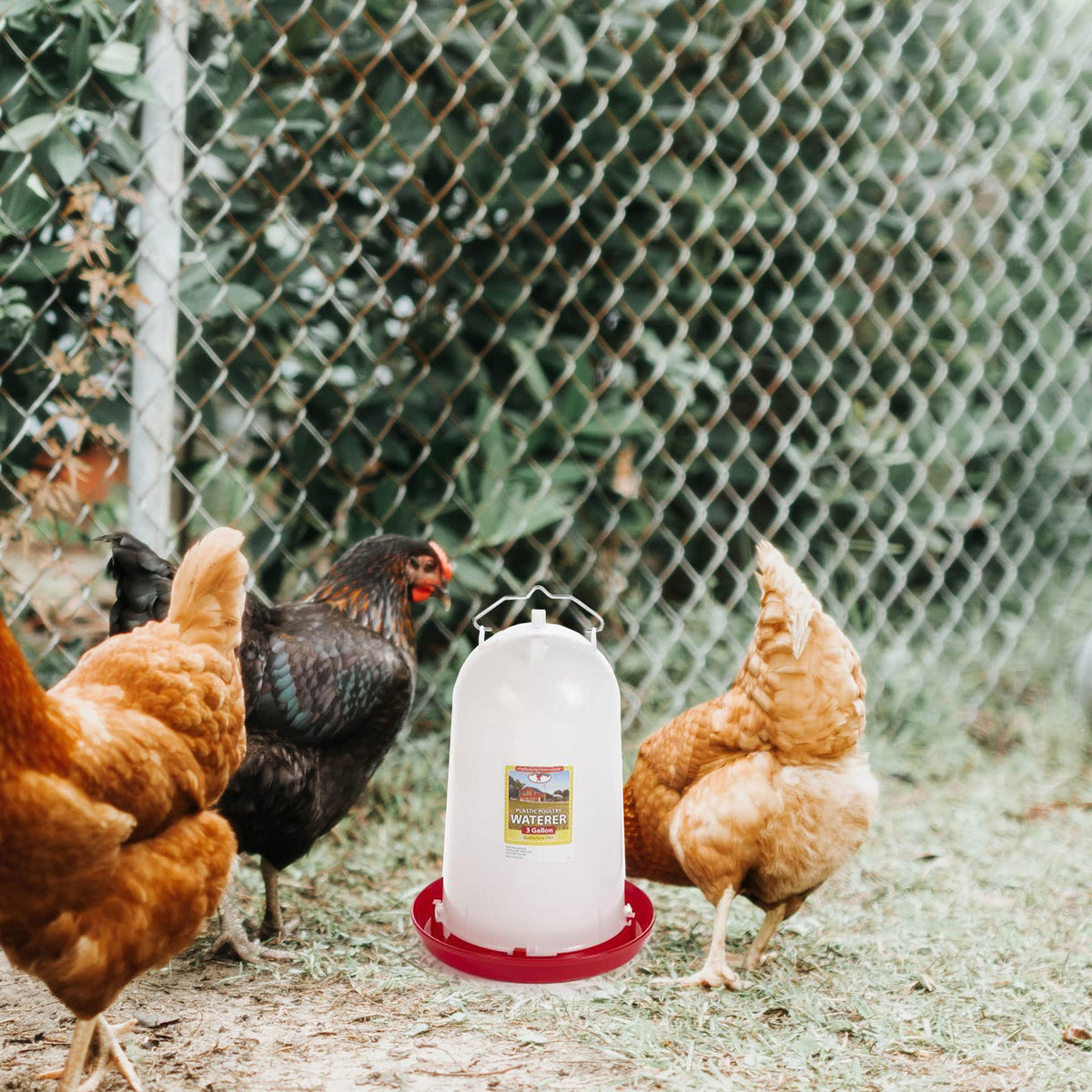 3 Gallon Plastic Gravity Fed Waterer 4-Pack P20693