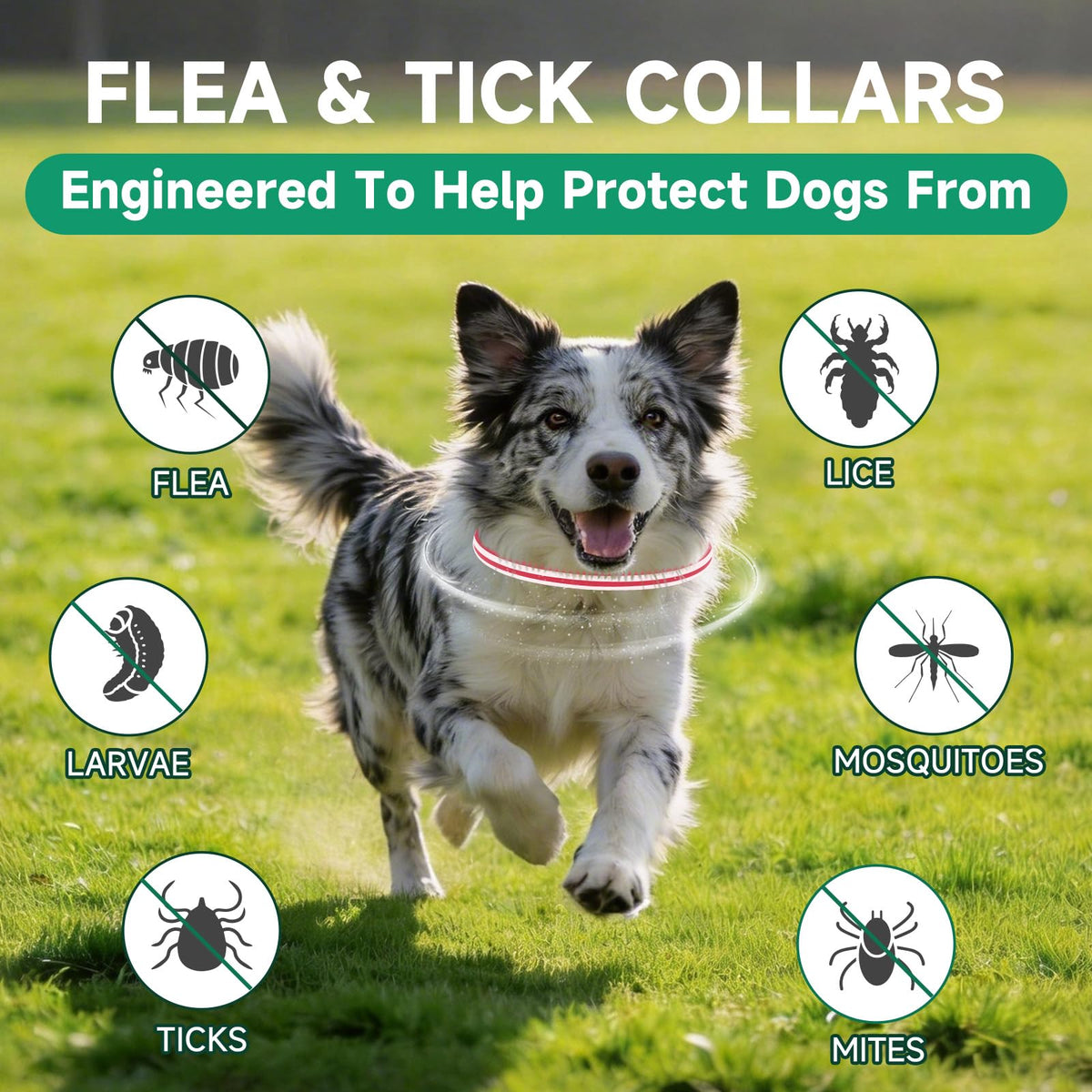 4 Pack Flea and Tick Collar for Dogs K583440