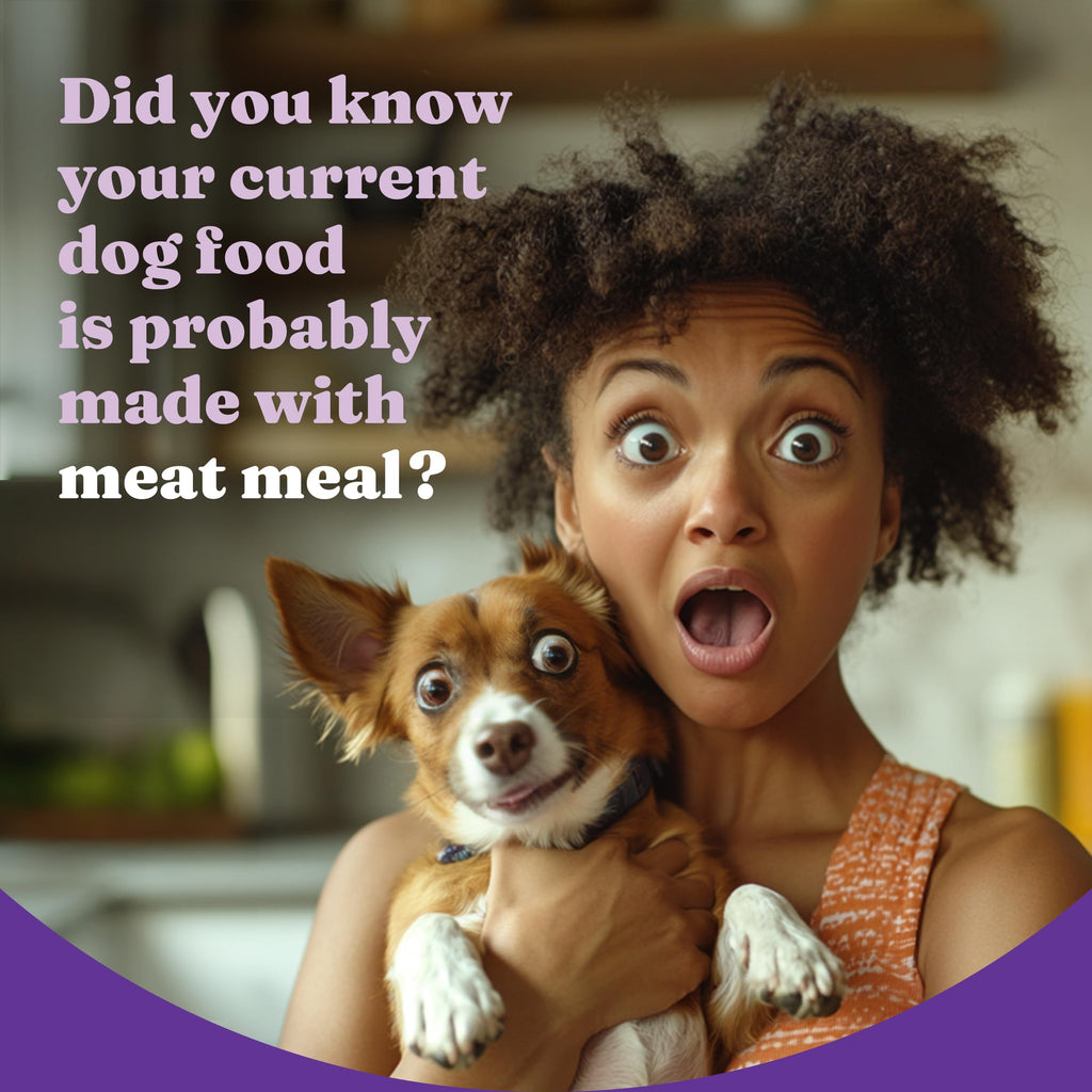 Dry Dog Food, Cage-Free Chicken & Brown Rice Recipe, 21 lb Q360962