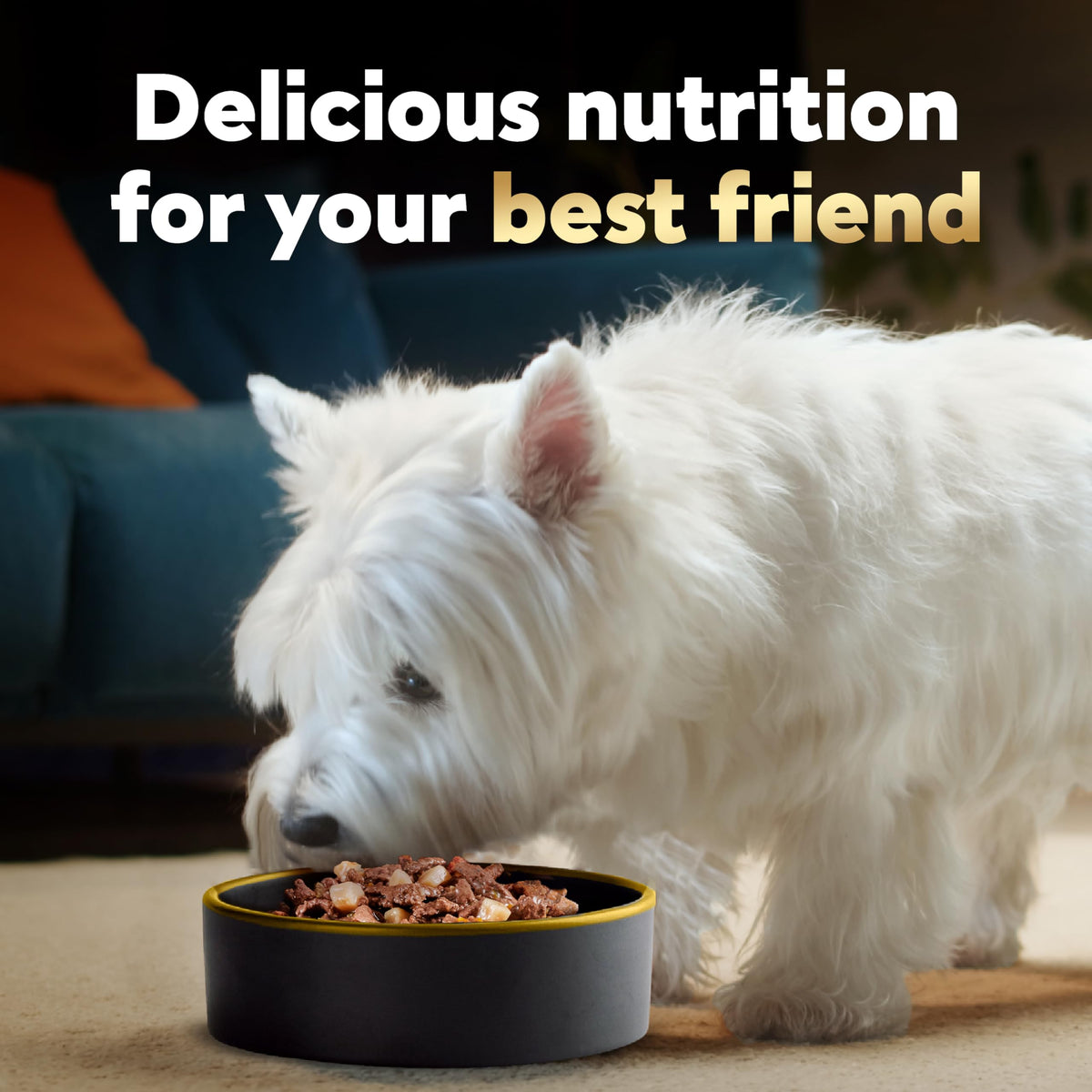 Adult Wet Dog Food Variety Pack 3.5 oz 24 Count X6552