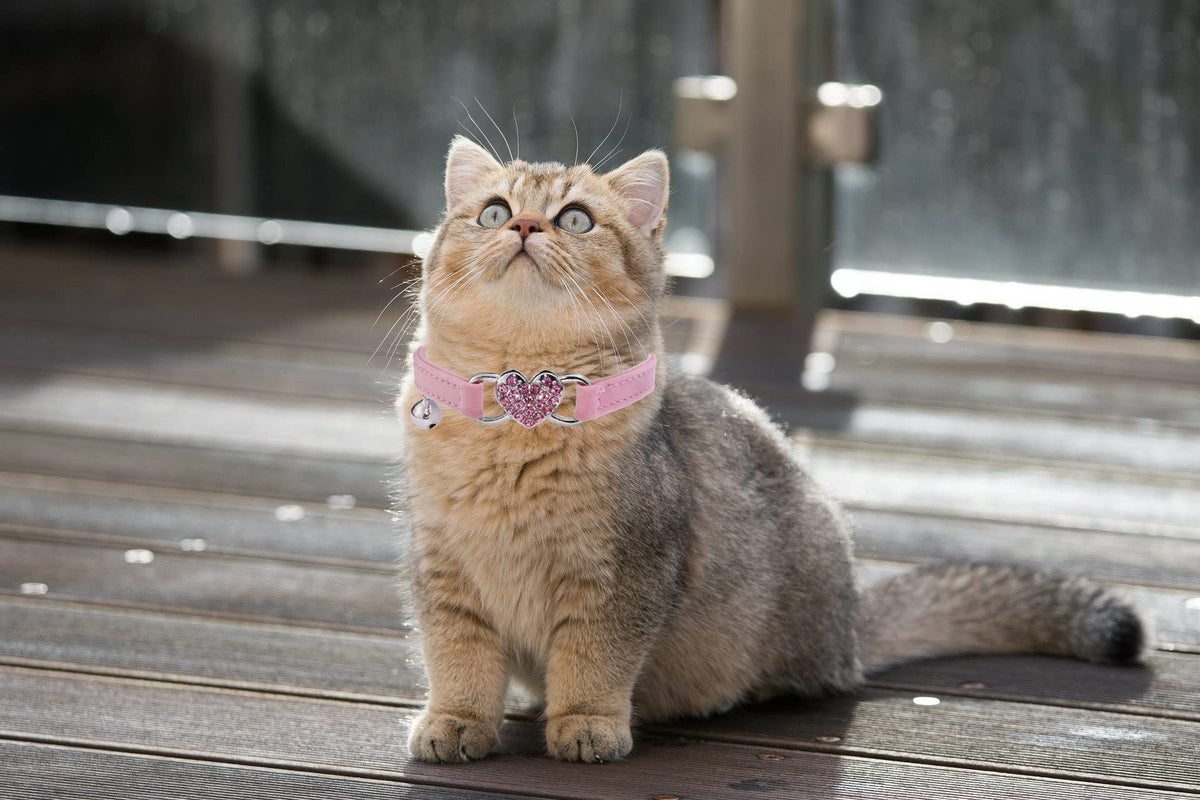Pink Cat Collar with Safety Belt and Bell E870