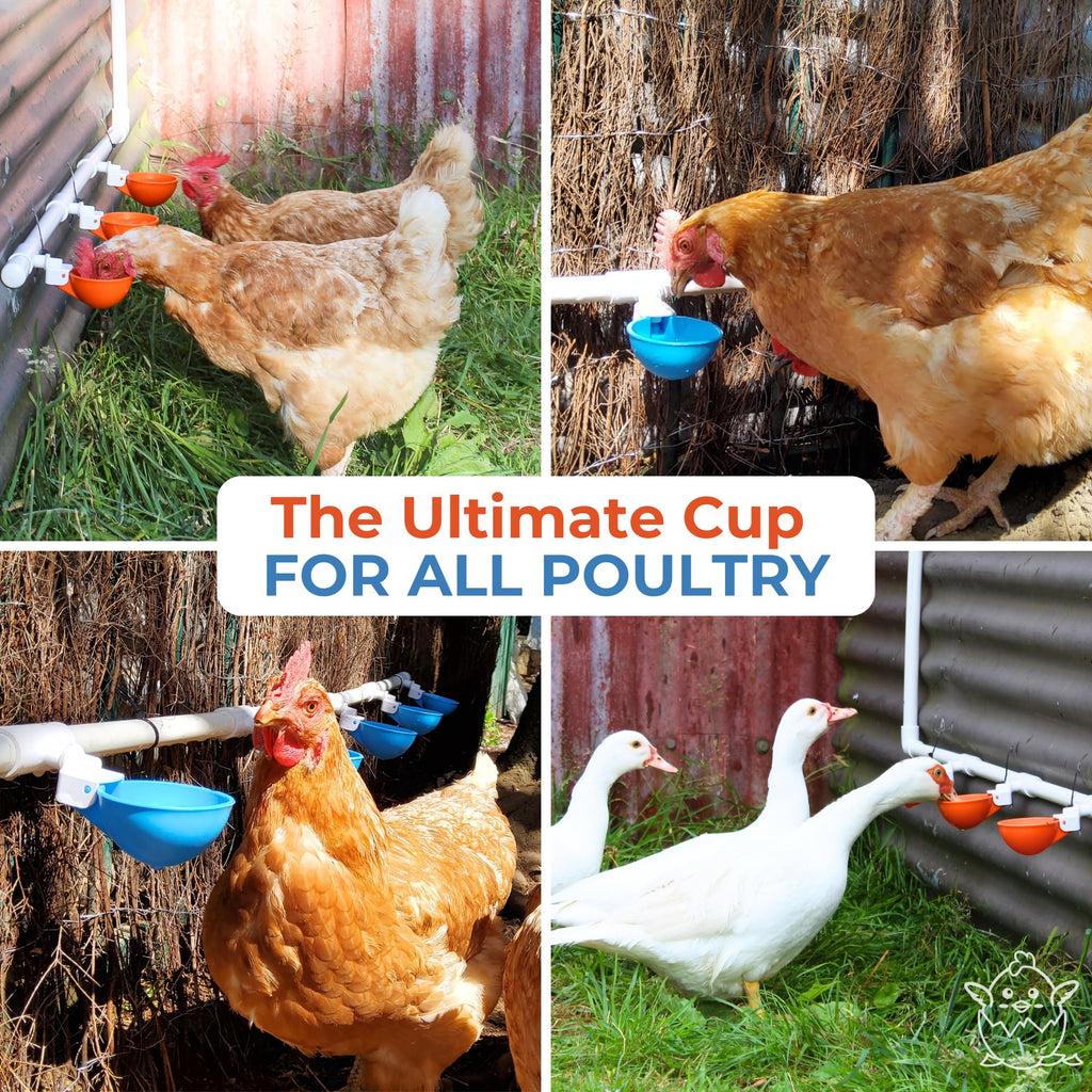 Large Automatic Chicken Waterer Cups with 1/2" PVC Tee Fittings 5-Pack A8488