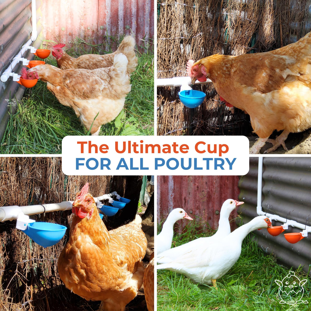 Large Automatic Chicken Waterer Cups with 1/2" PVC Tee Fittings 5-Pack A8488